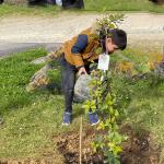 Un enfant, un arbre - Verruyes - 01